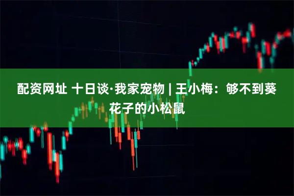 配资网址 十日谈·我家宠物 | 王小梅：够不到葵花子的小松鼠